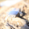 Dinosaur Turtle Whistle - Image 3