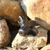 Eagle bird whistle transverse flute
