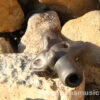 Jaguar transverse whistle